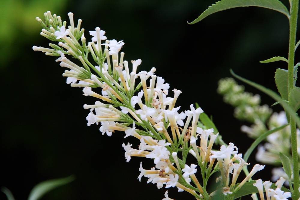 [BUDFPSW.C3] ARBUSTE AUX PAPILLONS (pot 3L)