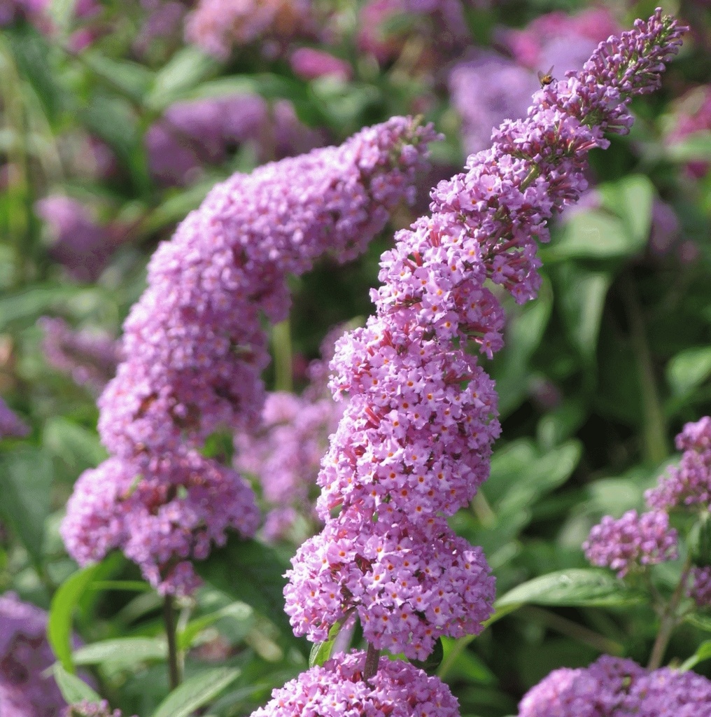 [BUDIFRA] ARBUSTE AUX PAPILLONS (pot 3L)