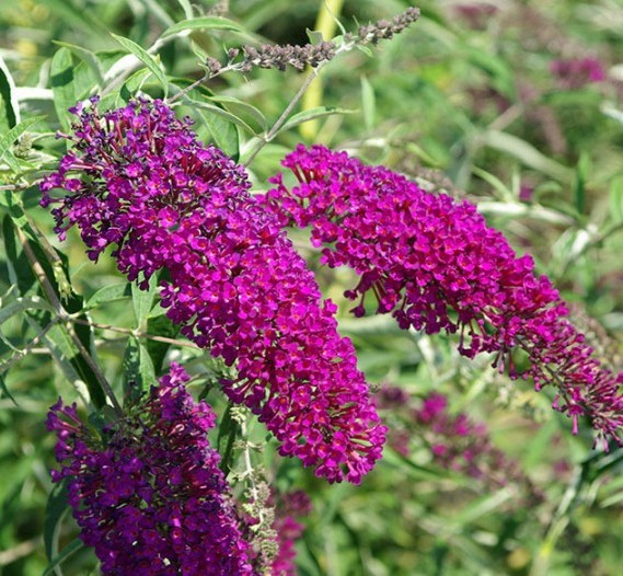 [BUDNPUR] ARBUSTE AUX PAPILLONS (pot 3L)