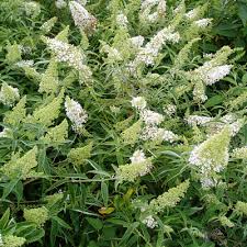 [BUDNWHI] ARBUSTE AUX PAPILLONS (pot 3L)
