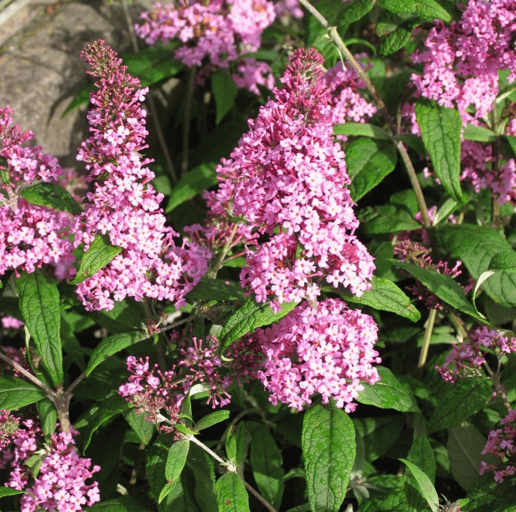[BUDPDEL] Buddleja dav. 'Pink Delight' (—, pot   3L)