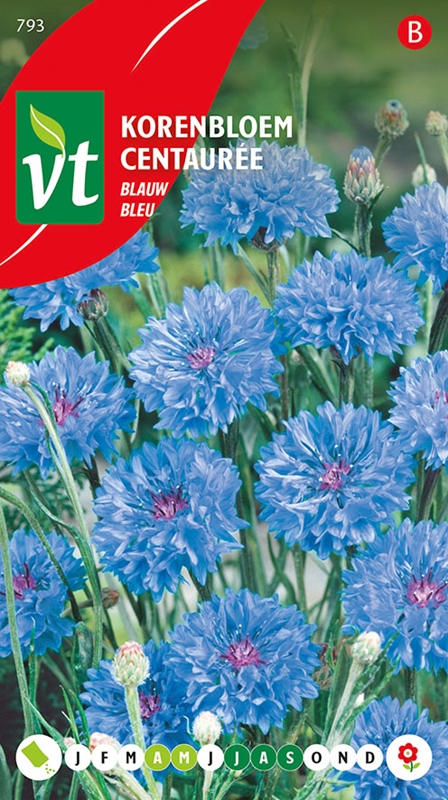 [5001471] CENTAUREE BLEUET DES CHAMPS