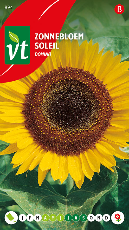 [5001535] TOURNESOL DEMI-HAUT DOMINO