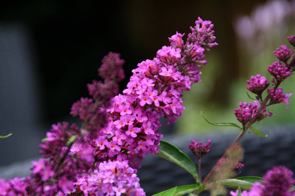 [BUDTFRU] Buddleja dav. Free Petite 'Tutti Frutti'® (pot   3L)