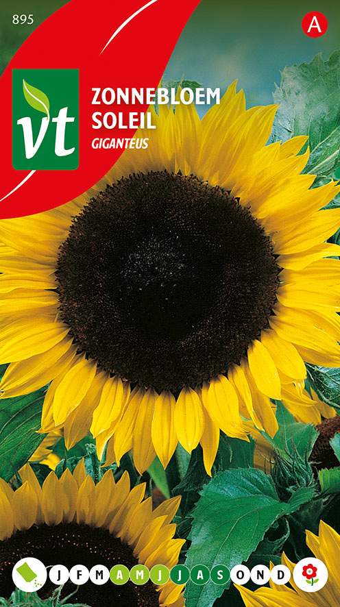 ZONNEBLOEM HOOG GIGANTEUS