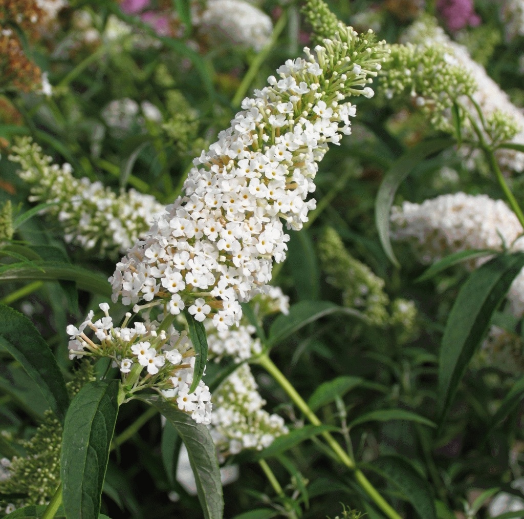 [BUDWPRO] Buddleja dav. 'White Profusion' (—, pot   3L)