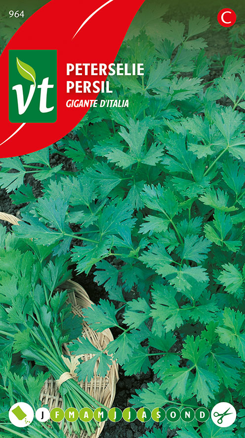 PETERSELIE GIGANTE D'ITALIA