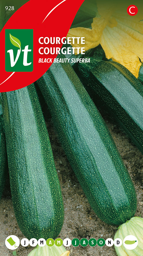 COURGETTE BLACK BEAUTY SUPERBA
