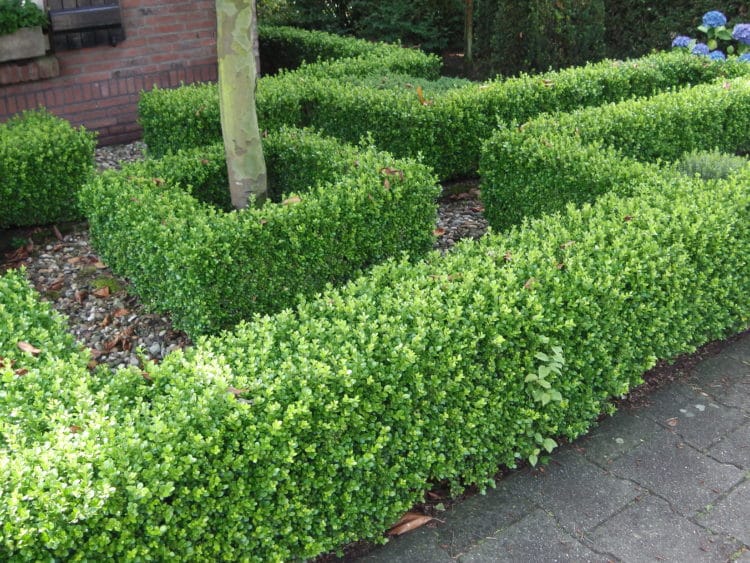 [BUMFAUL] Buxus microph. 'Faulkner' (—, Pot 13cm 20/30cm)