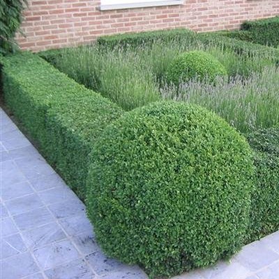 [BUSEMPE] Buxus sempervirens (—, tray per 6 stuks)