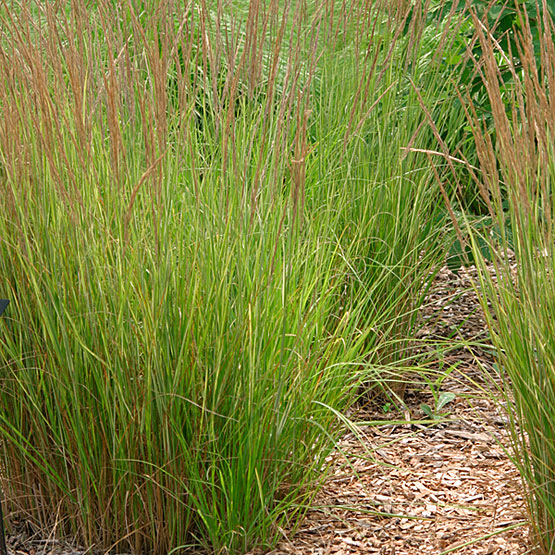 [CAAKFOE] Calamagrostis acut. 'Karl Foerster' (pot   9cm)