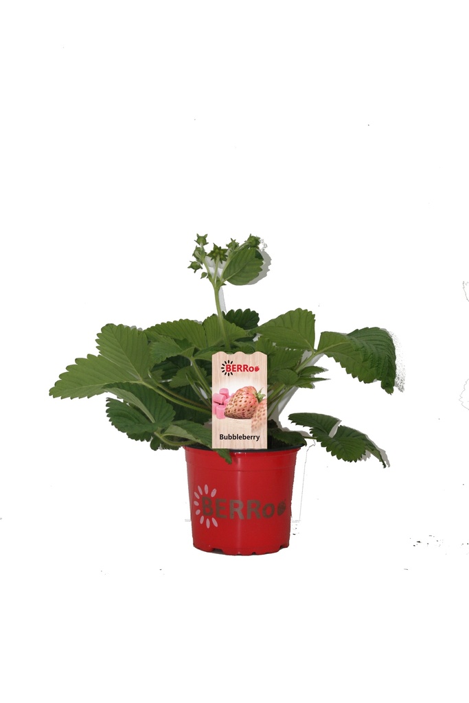 [AABUBBL] Aardbei BUBBLEBERRY kauwgom aardbei