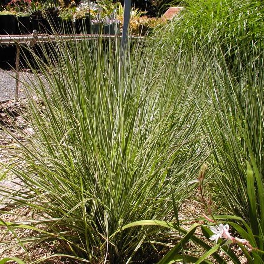 [CAAOVER] Calamagrostis acut. 'Overdam' (pot   9cm)