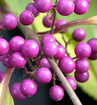 [CABPROF] Callicarpa bodinieri 'Profusion' (stam, 90cm, pot   7.5L)