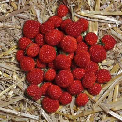 [AAFRAHB] Aardbei FRAMBERRY framboos aardbei