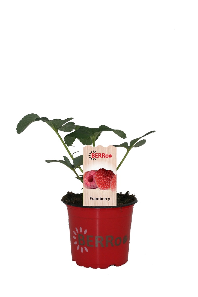 [AAFRAMB] Aardbei FRAMBERRY framboos aardbei