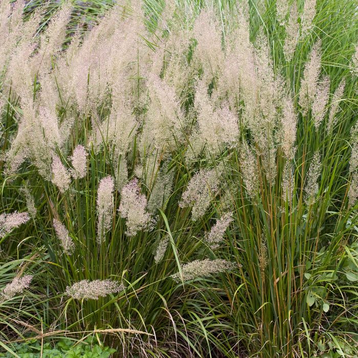 [CABRACH] Calamagrostis brachytricha