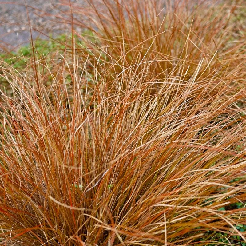 [CABUCHA] LAÎCHE (pot 9cm)