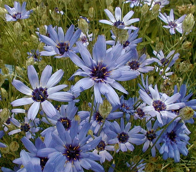 Catananche caerulea