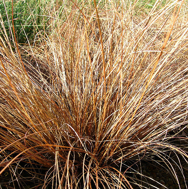 [CACBFOR] Carex comans 'Bronze Form' (pot   2L)