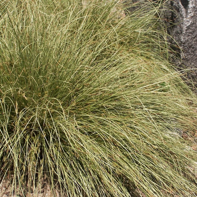 [CACFCUR] Carex comans 'Frosted Curls' (pot   9cm)