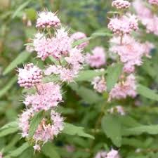 Caryopteris cland. 'Pink Perfection'®