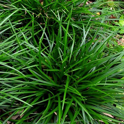 [CAFIGRE] Carex foliosissima 'Irish Green' (pot   9cm)