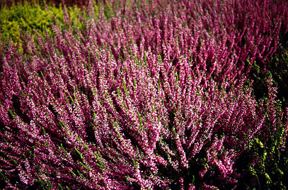 [CAGGIRL] Calluna 'Garden Girls' ® (pot  10.5cm)