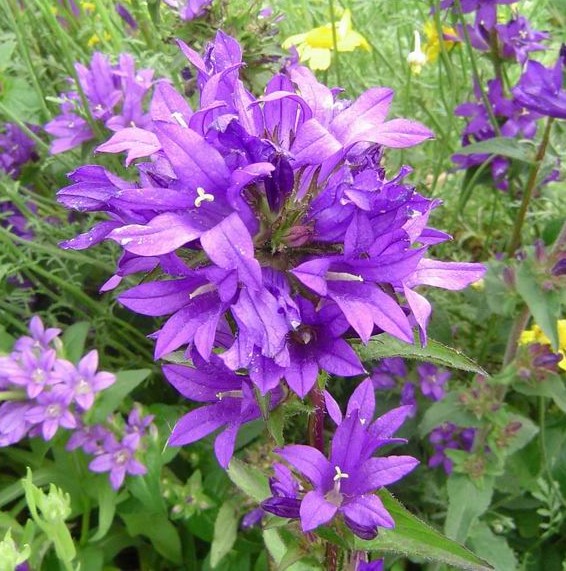 Campanula glomerata 'Superba'