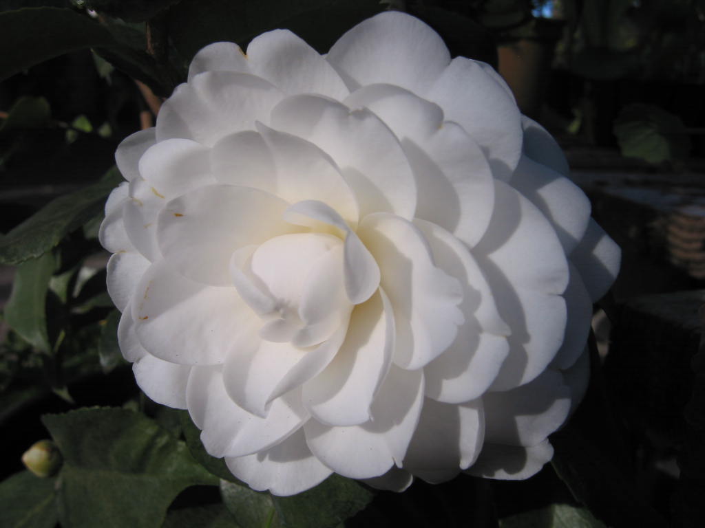 [CAJAPLE] Camellia jap. 'Alba Plena' (80/100cm, pot 10L)