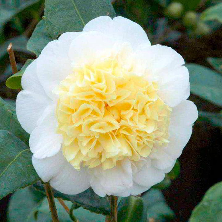 [CAJBYEL] Camellia jap. 'Brushfield Yellow' (60/80cm, pot 5L)