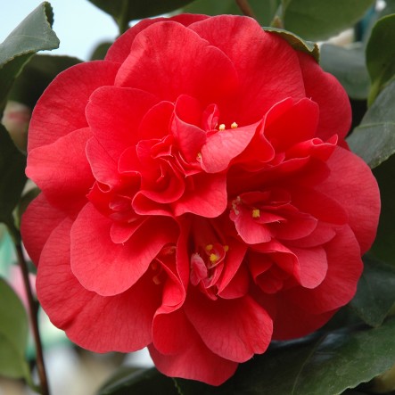 [CAJCAMP] Camellia jap. 'Lady Campbell' (60/80cm, pot 5L)