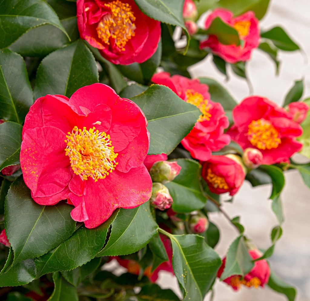 [CAJDKIN] Camellia jap. 'Dr King' (60/80cm, pot 5L)