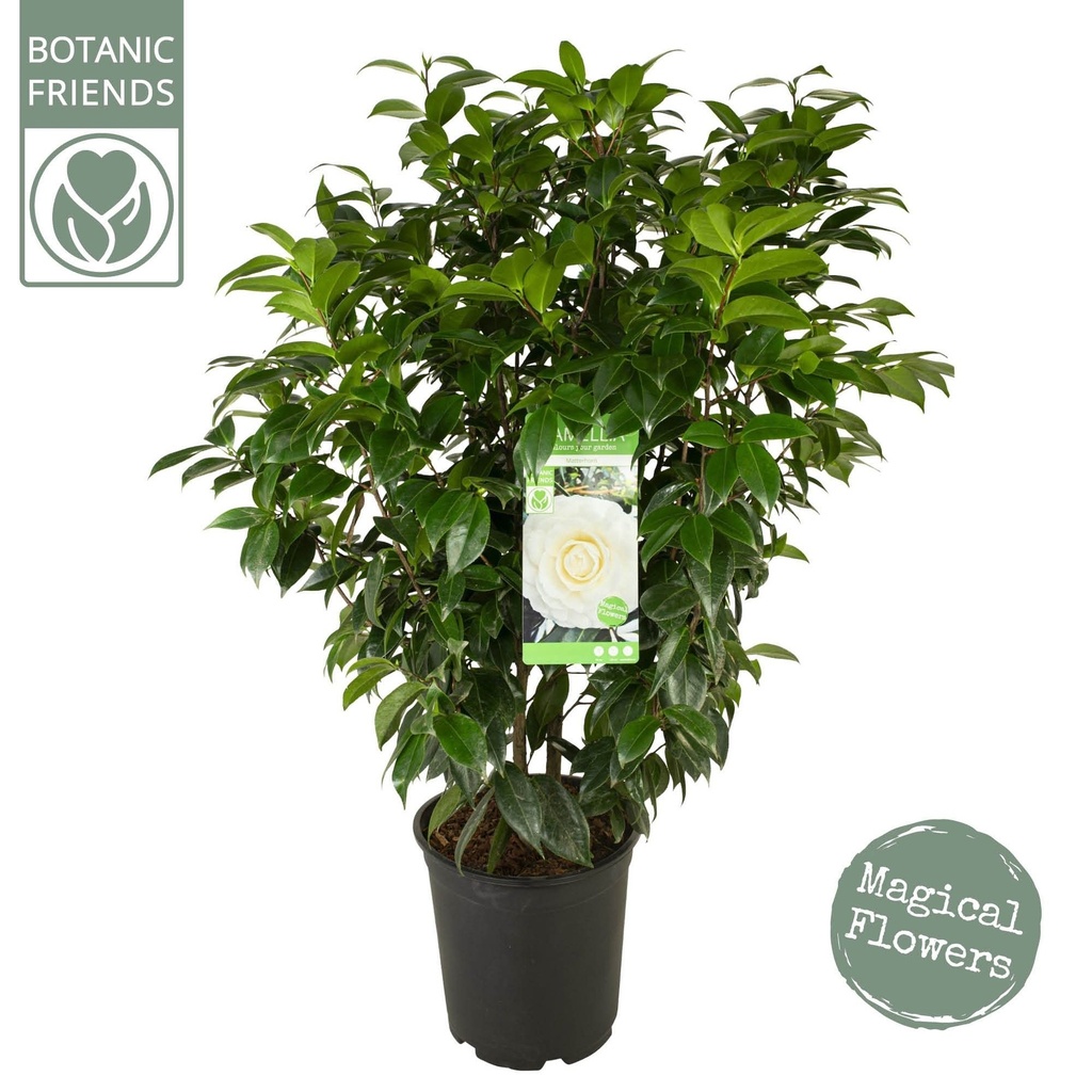 [CAJMATT] Camellia jap. 'Matterhorn'