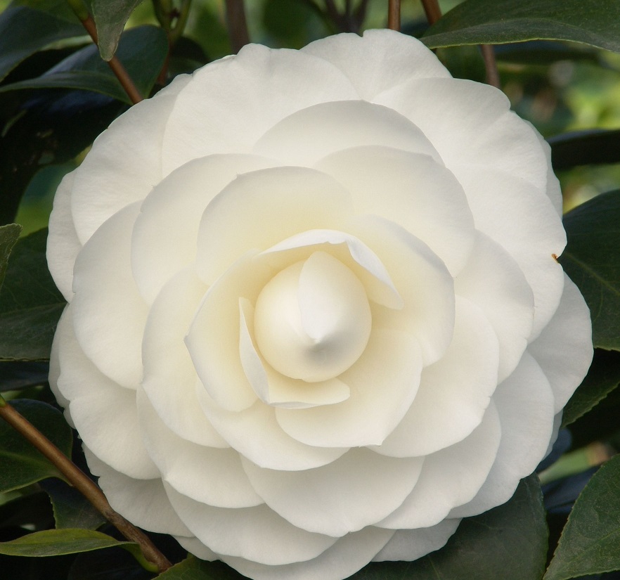 [CAJNGEM] Camellia jap. 'Nuccio's Gem' (premium, 40/60cm, pot   3L)