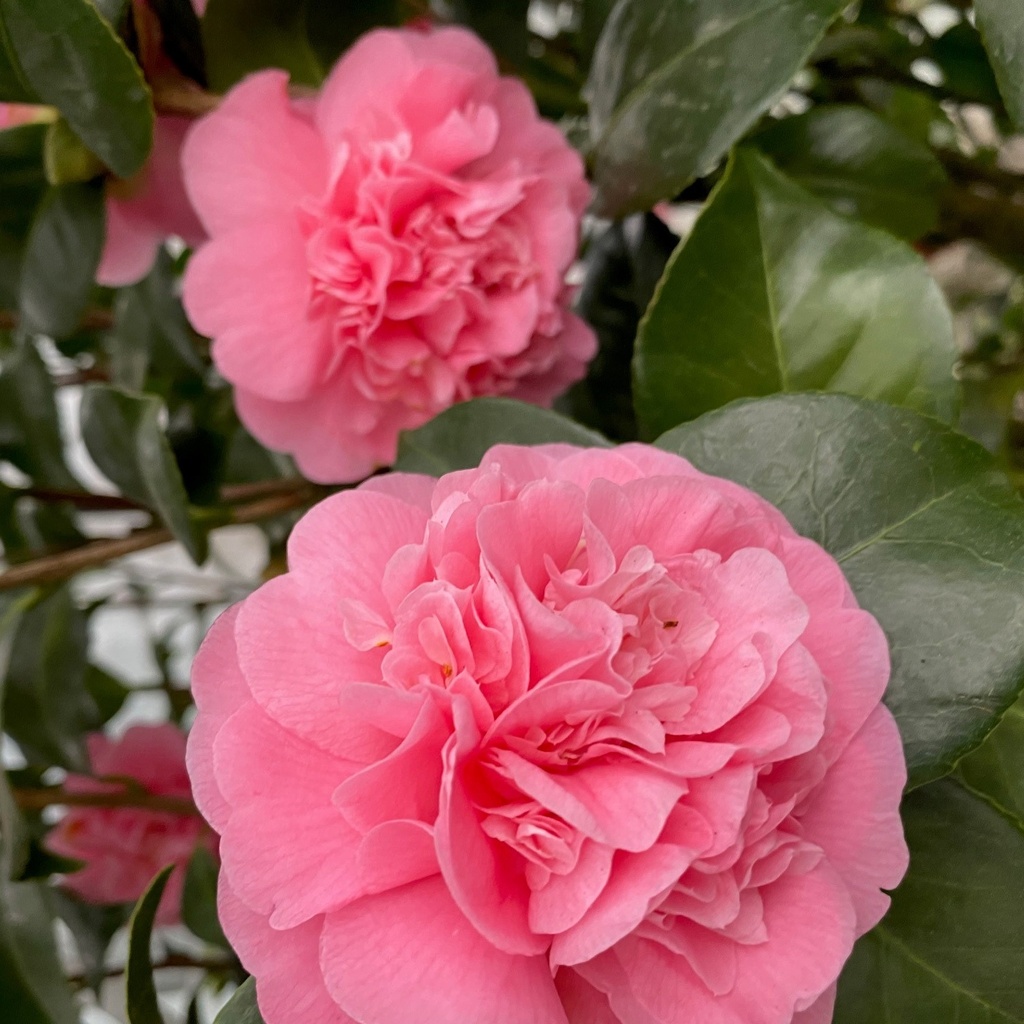 [CAJNCAM] Camellia jap. 'Nuccio's Cameo' (premium, 40/60cm, pot 3L)