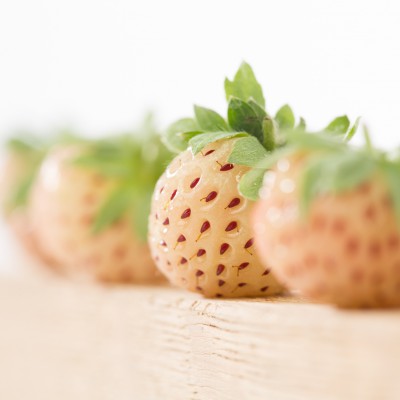 [AAPINEB] FRAISE 'PINEBERRY' FRAISE BLANCHE