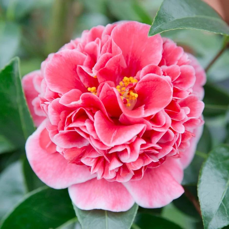 [CAJVOLU] Camellia jap. 'Volunteer' (—, 80/100cm, pot  10L)