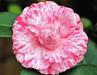 [CAJWBAR] Camellia jap. 'William Bartlett' (60/80cm, pot 5L)