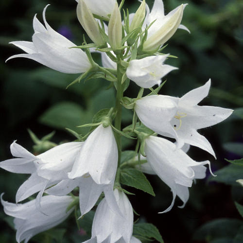 Campanula latifolia 'Alba'