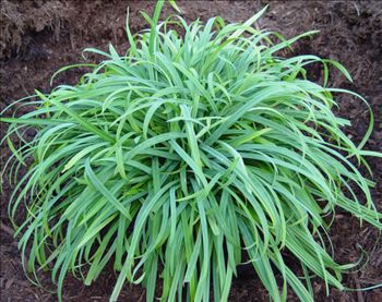 [CALBBLU] Carex laxiculmis 'Bunny Blue' (pot   2L)