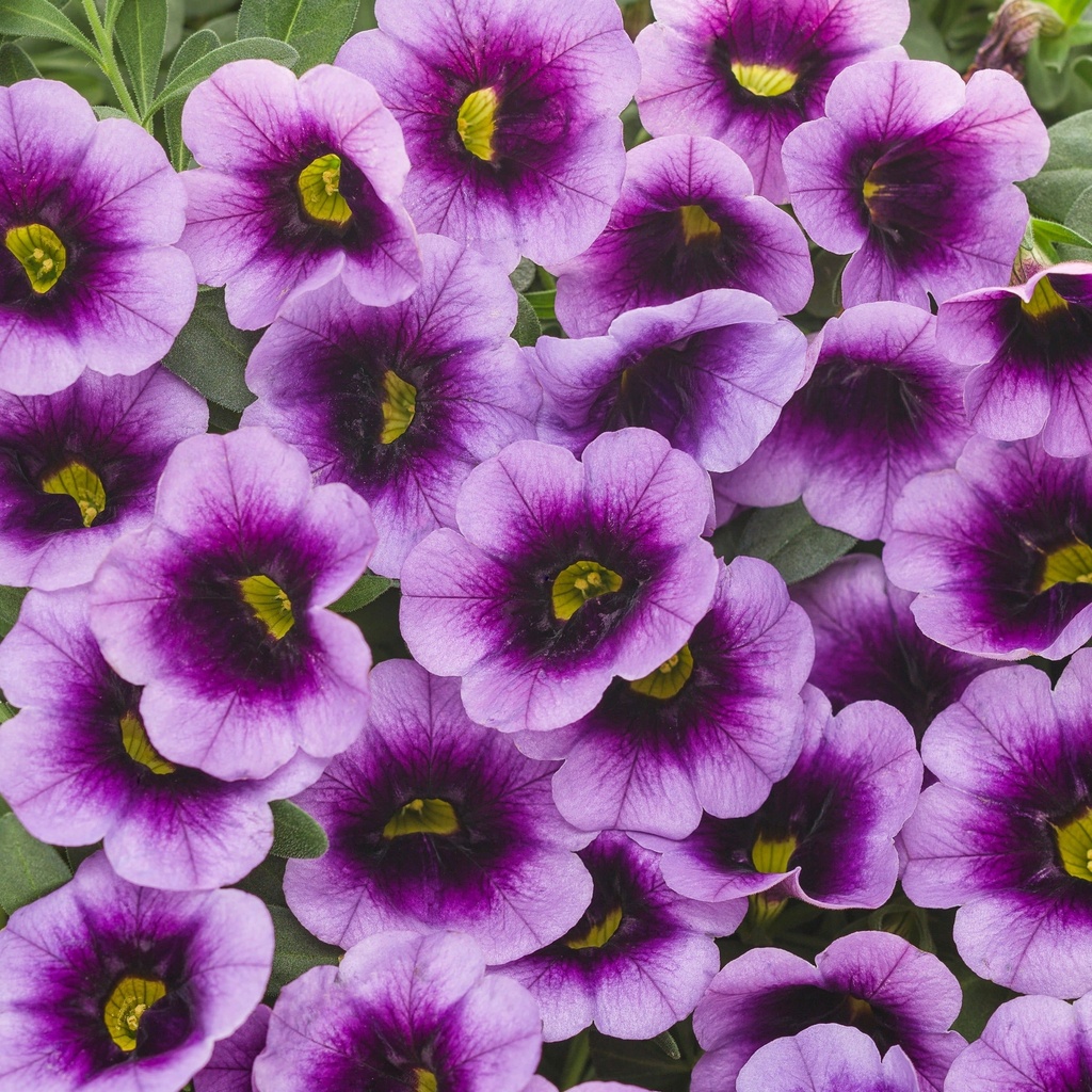 [CALIBRA] Calibrachoa (pot  10.5cm)