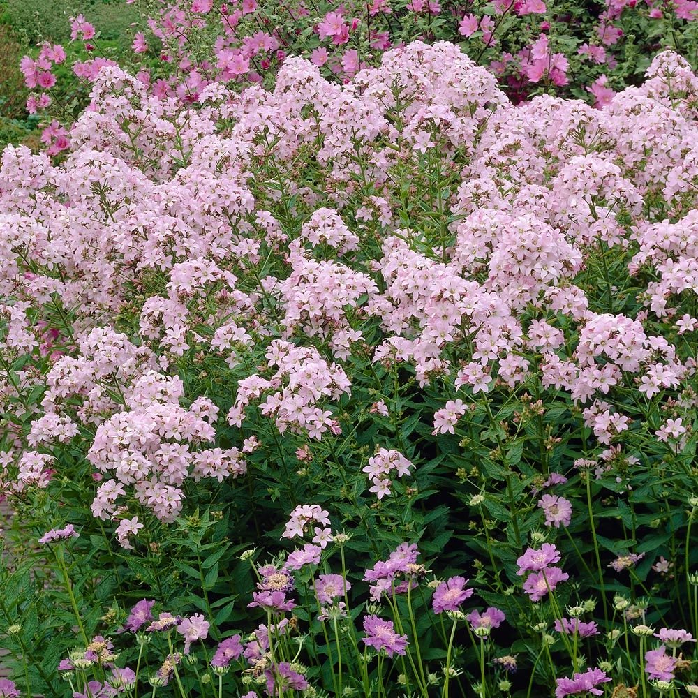 CAMPANULE