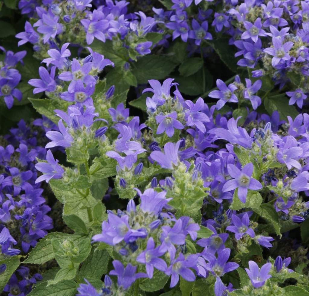 CAMPANULE