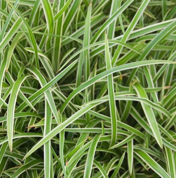 [CAMIDAN] Carex morrowii 'Ice Dance' (pot   9cm)