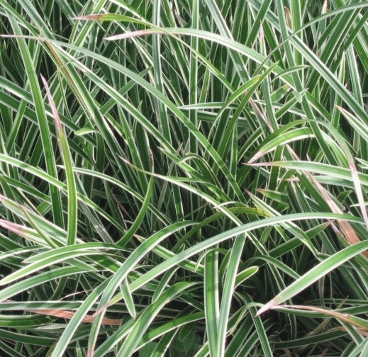 [CAMVARI] Carex morrowii 'Variegata' (pot   9cm)