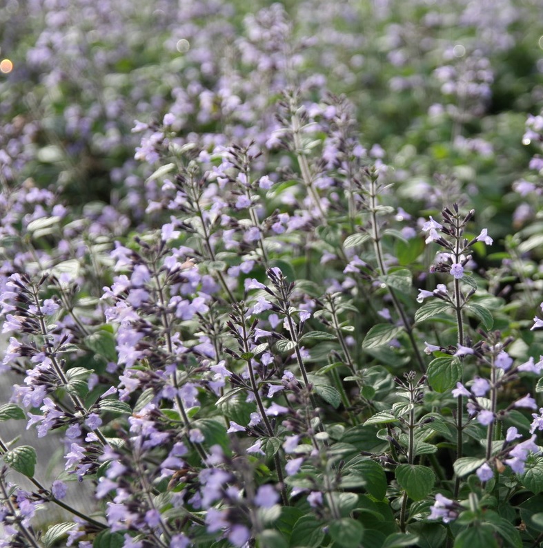Calamintha nepeta 'Blue Cloud'