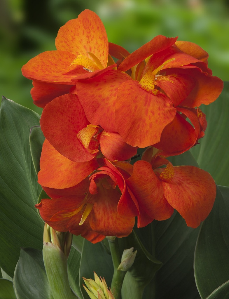 [CANNA] Canna