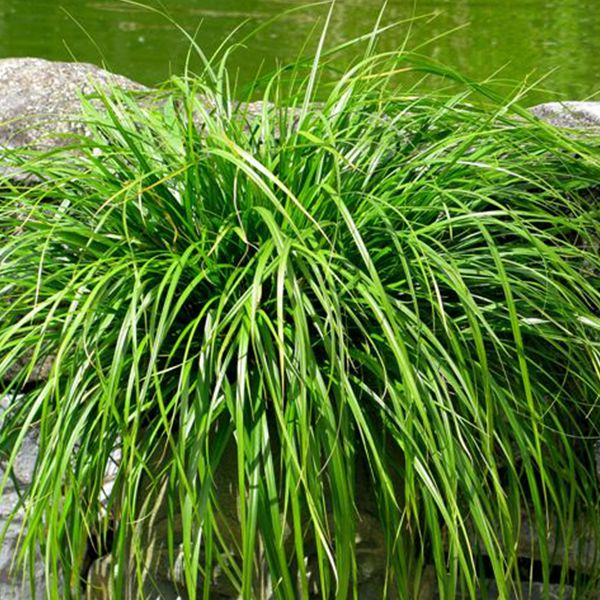 [CAOEGRE] Carex oshimensis 'Evergreen' (pot   9cm)