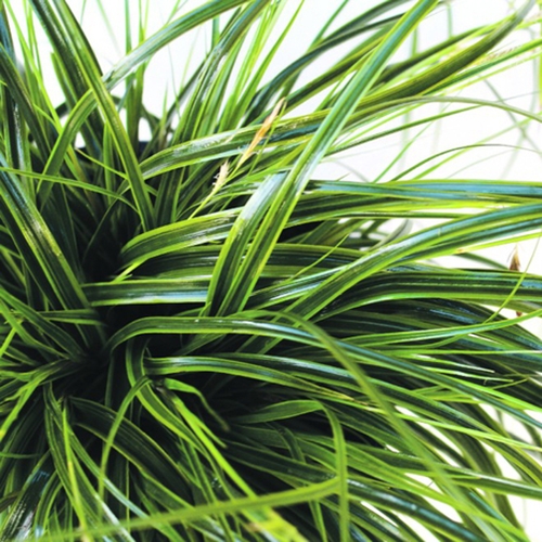[CAOELIM] Carex oshimensis 'Everlime' (pot   2L)